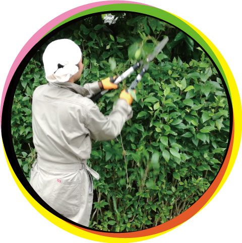 植え込みの刈り込み
